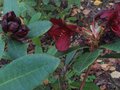 vignette Rhododendron Impy au 10 10 09