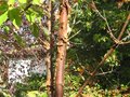 vignette Acer griseum et son tronc qui s'exfolie au 10 10 09