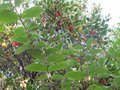 vignette Arbutus unedo fruits au 10 10 09