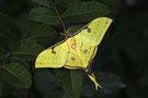 vignette Actias sinensis mle (Papillon)