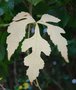 vignette Ampelopsis serjaniaefolia