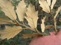 vignette Quercus scytophylla