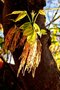 vignette Acraceae - Erable du Manitoba - Acer negundo