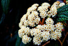 vignette Caprifoliaceae - Viburnum