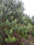 vignette Pinus lumholtzii