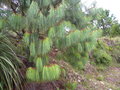 vignette Pinus lumholtzii