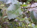 vignette ALNUS jorullensis rboles arbustos raros