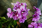 vignette Geraniaceae - Pelargonium peltatum - Pelargonium 'La France', mauve, Lierre  fleurs doubles