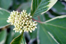 vignette Cornaceae - Cornouiller panach - Cornus alba 'Elegantissima'