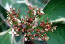 vignette Cornaceae - Cornouiller panaché - Cornus alba 'Elegantissima'