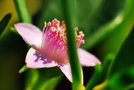 vignette Aizoaceae - Pourpier bodlanm - Sesuvium Portulacastrum