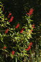 vignette Sauge ananas (Salvia rutilans)
