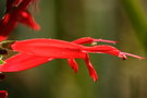 vignette Sauge ananas (Salvia rutilans)