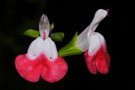 vignette Sauge bicolore (Salvia microphylla 'Hot Lips')