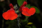 vignette Sauge de Graham rouge vif (Salvia Grahamii)