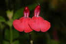 vignette Sauge de Graham rouge ros (Salvia Grahamii)