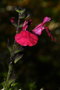 vignette Sauge (Salvia greggii)