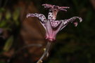 vignette Lys orchidée 2  (Tricyrtis hirta)