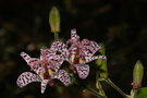 vignette Lys orchidée 3 (Tricyrtis hirta)