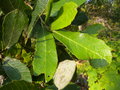 vignette Quercus castanea ( Merci à T.L.)