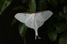 vignette Actias sinensis femelle (Papillon)