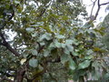 vignette Quercus resinosa (plein de glands !!!)