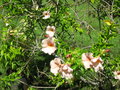 vignette Allamanda cathartica ou monette rose