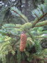 vignette Picea jezoensis