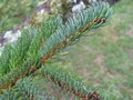 vignette Picea jezoensis