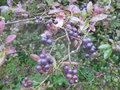 vignette Ligustrum acutissimum