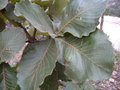 vignette Quercus resinosa