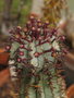 vignette Euphorbia horrida