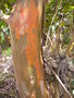 vignette ARBUTUS xalapensis rboles arbustos raros