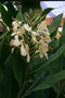 vignette Hedychium chrysoleucum