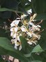 vignette Hedychium chrysoleucum