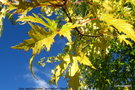 vignette Acer saccharinum laciniatum ' Wieri '