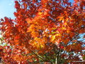 vignette Quercus rubra,  chne rouge d'Amrique (fagace)