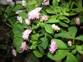vignette Trifolium resupinatum - Trfle de Perse