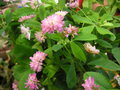 vignette Trifolium resupinatum - Trfle de Perse