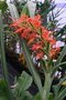 vignette Hedychium coccineum 'Narrow Leaf'