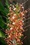 vignette Hedychium coccineum