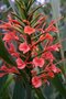 vignette Hedychium coccineum angustifolium