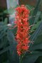 vignette Hedychium coccineum 'Hardy Exotics'