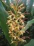 vignette Hedychium coccineum 'Yellow Flower'