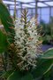 vignette Hedychium gracile