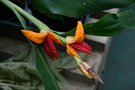 vignette Hedychium horsfieldii