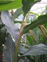 vignette Hedychium maximum 'Early Flower'