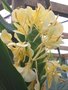 vignette Hedychium maximum KR 1859