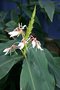 vignette Hedychium spicatum