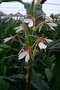 vignette Hedychium spicatum